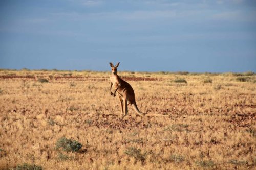 Australie – Red Center